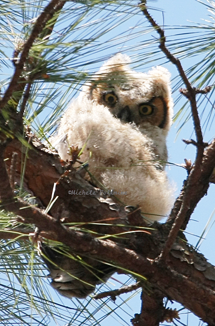 owl baby great horned 0051 3-9-08.jpg