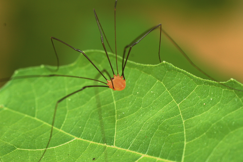 daddy long legs.JPG