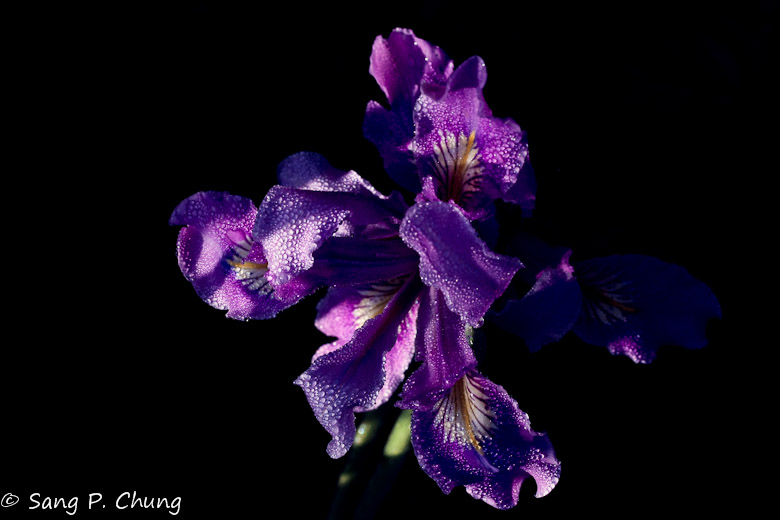 wet irises