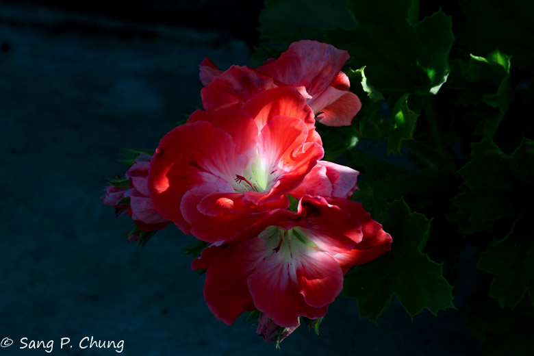 a bouquet of Geranium