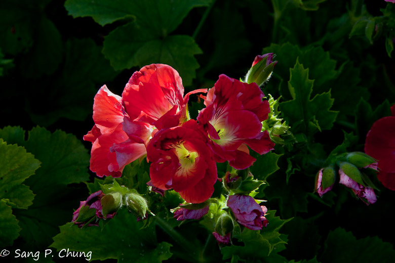 a bouquet of geranium