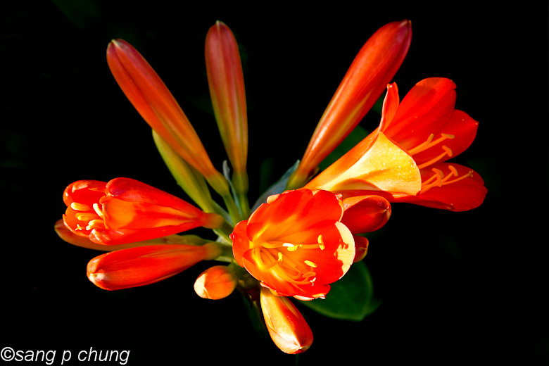 horns of clivia