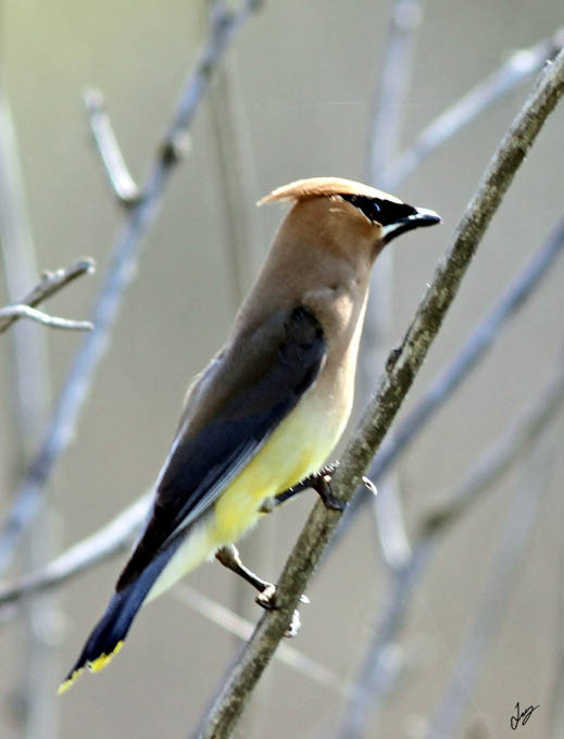 IMG_375 Cedar Waxwing