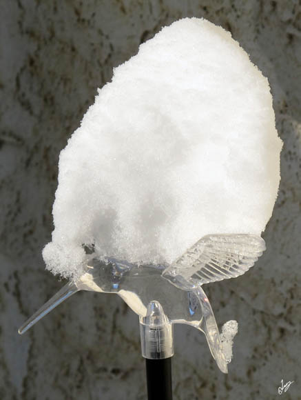 IMG_5170 Snowcapped Hummingbird, Nov 11