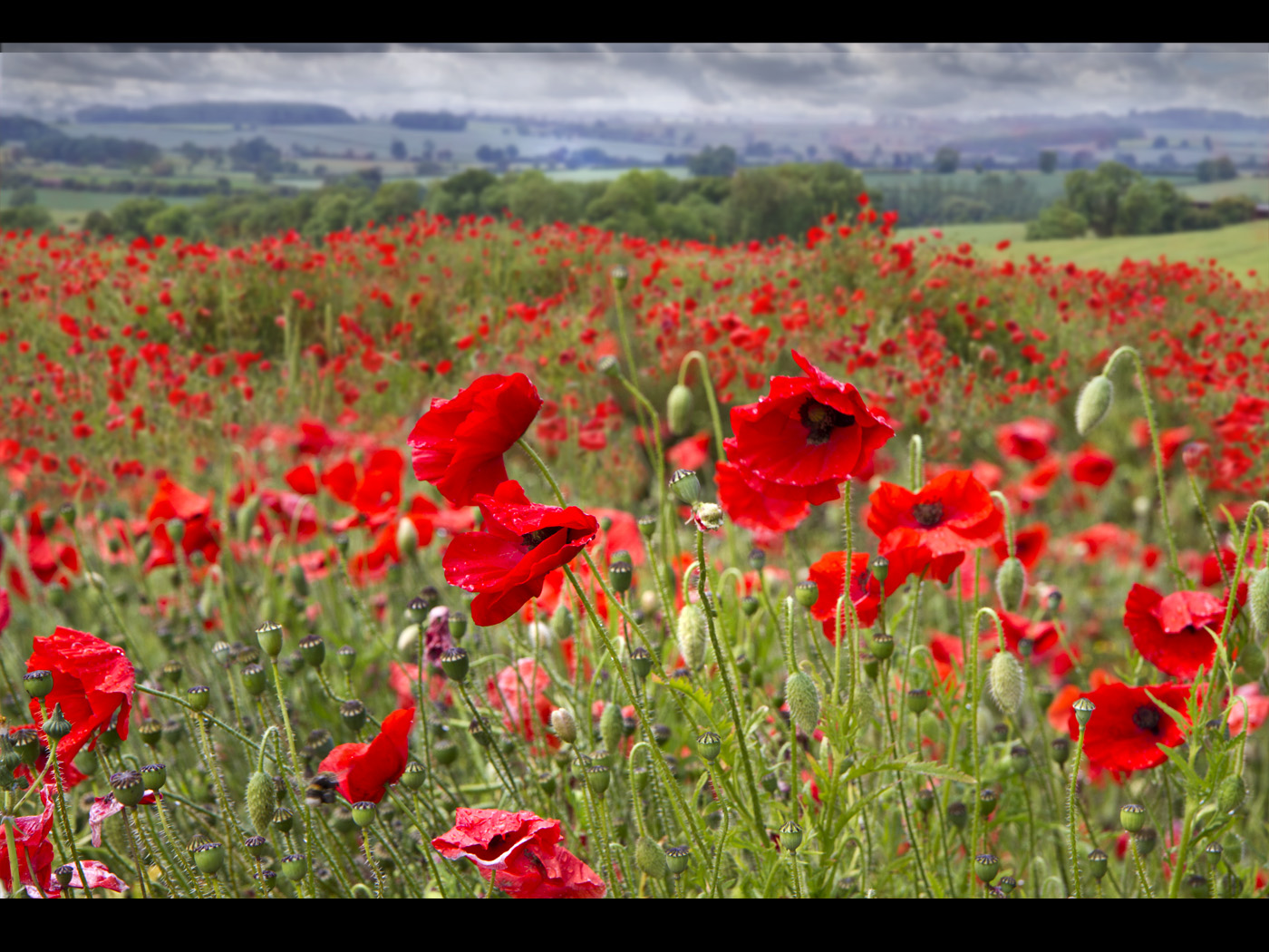 Poppy field 24