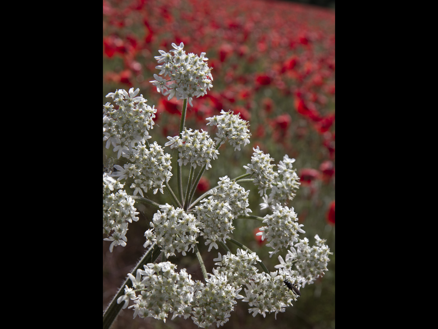 White with the red