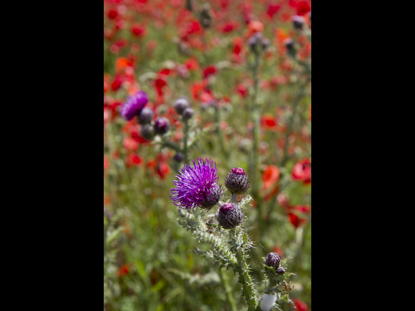Poppy field with thistle