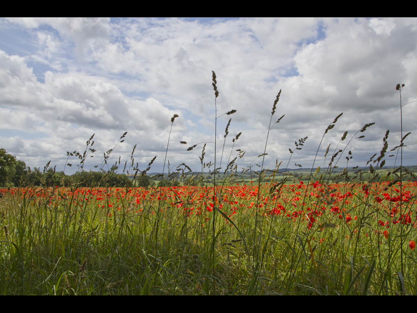 Poppy field 22