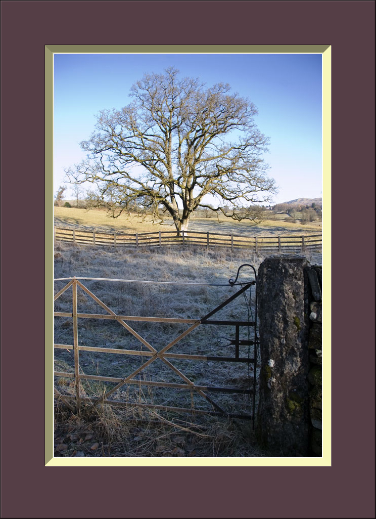 Gate, Wall & Tree