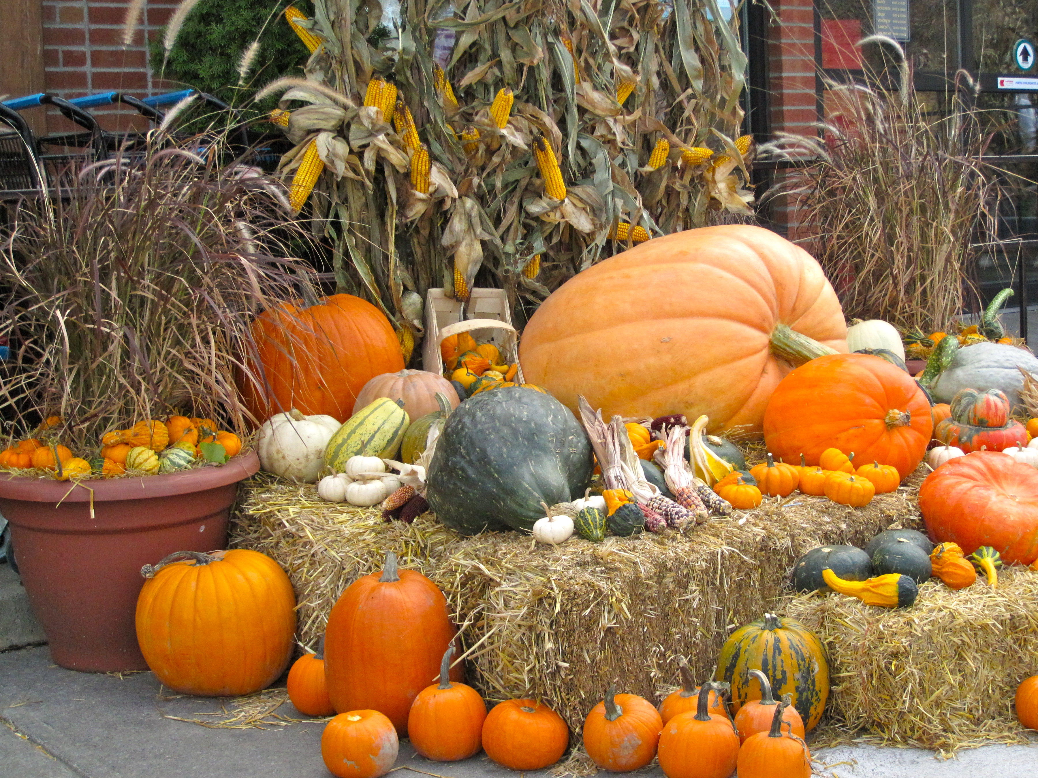 Les courges J.-Talon.JPG