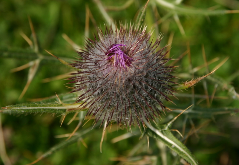spine e colore.JPG