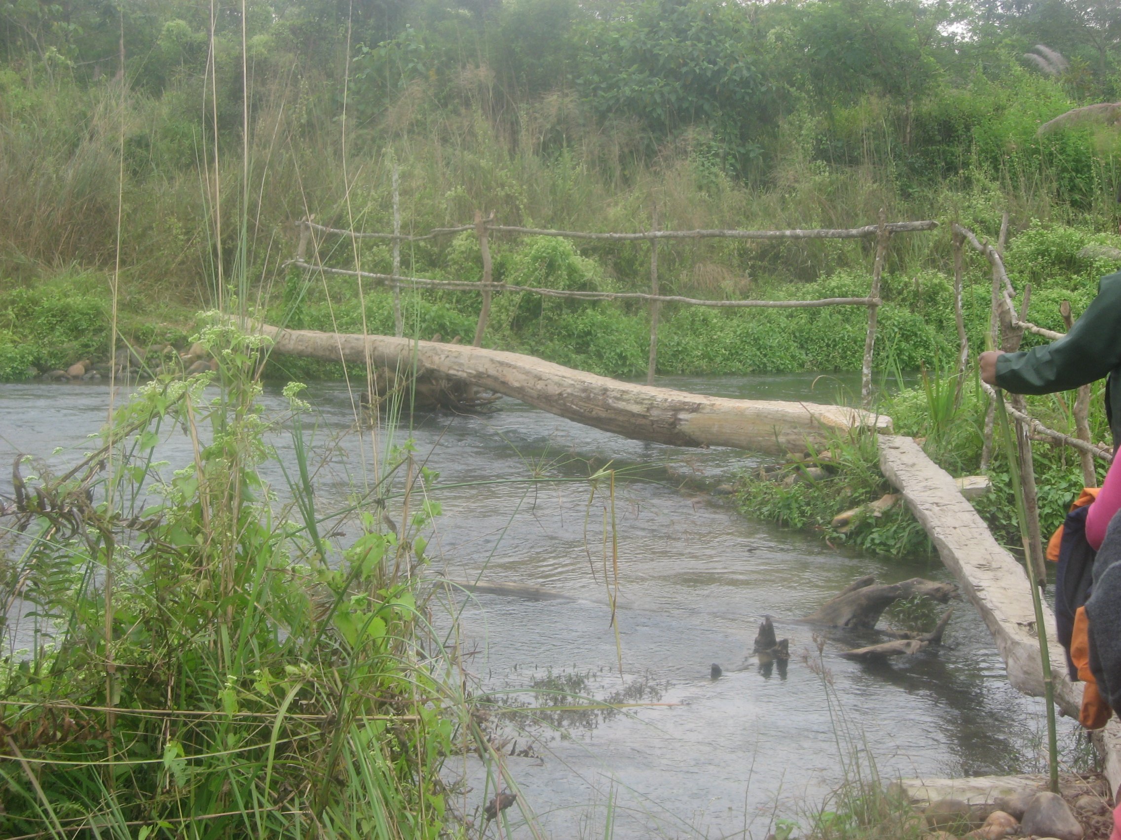 Nature Walk 2 - Log Bridge