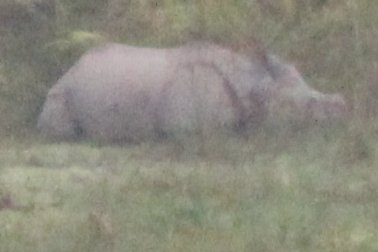 Elephant Safari 20 - Mama Rhino