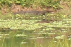Jungle Walk 8 - Crocodile