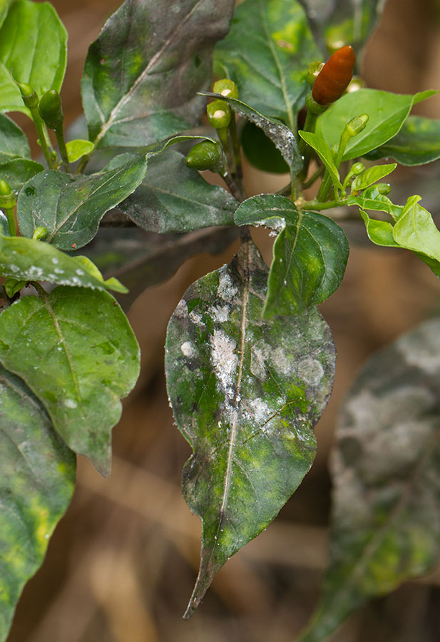 White fly infestation on a pepper plant. IMG_5302.jpg