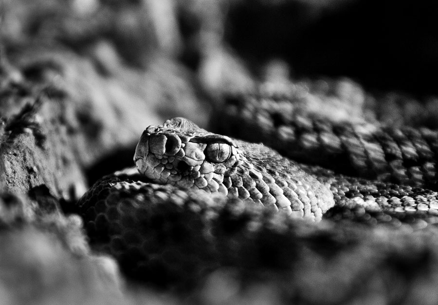 Western diamondback rattlesnake. Crotalus atrox. IMG_9712-2.jpg
