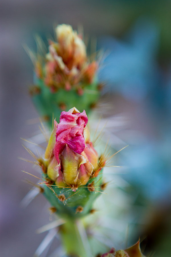 Cactus flower. IMG_7481.jpg