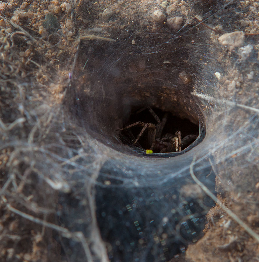 Funnel-web spider waiting for prey. IMG_0961.jpg