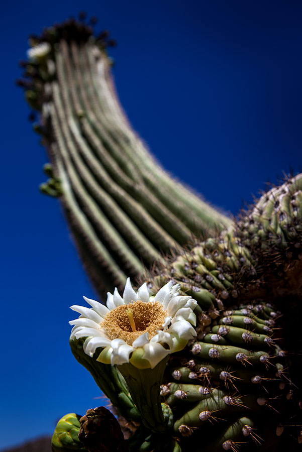 Saguaro Cactus bloom. Tortolita Mountains, Tucson, AZ. IMG_1319.jpg