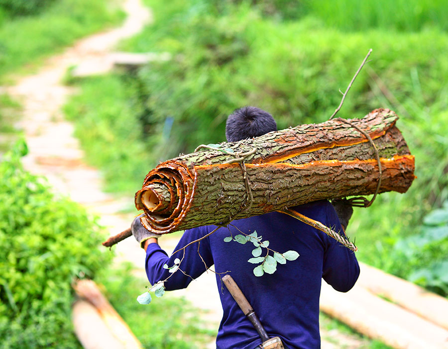 2573 Cunninghamia bark being taken for drying.