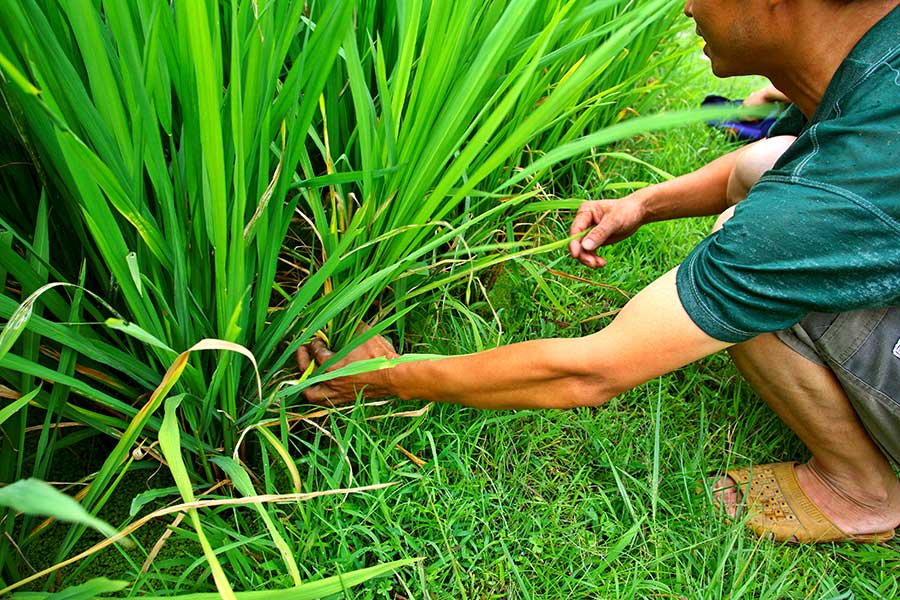 3939 Glutinous or sticky rice has more than one purpose.