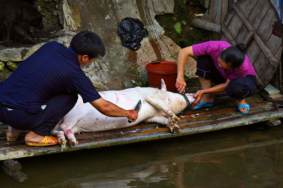 3038 Scraping the hair from a pig in during the butchering process.