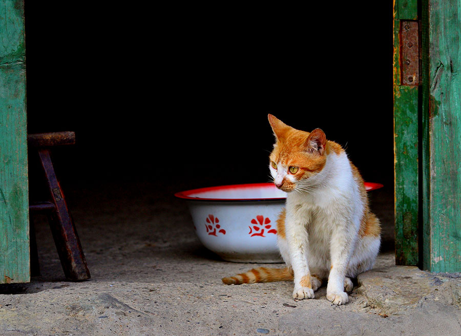 0650 Cat by the door.