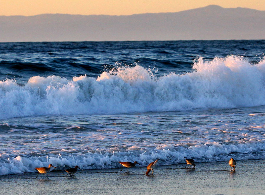Sandpipers eating sand crabs.