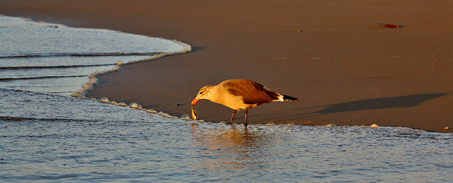 Segull at seas edge with sand crab.