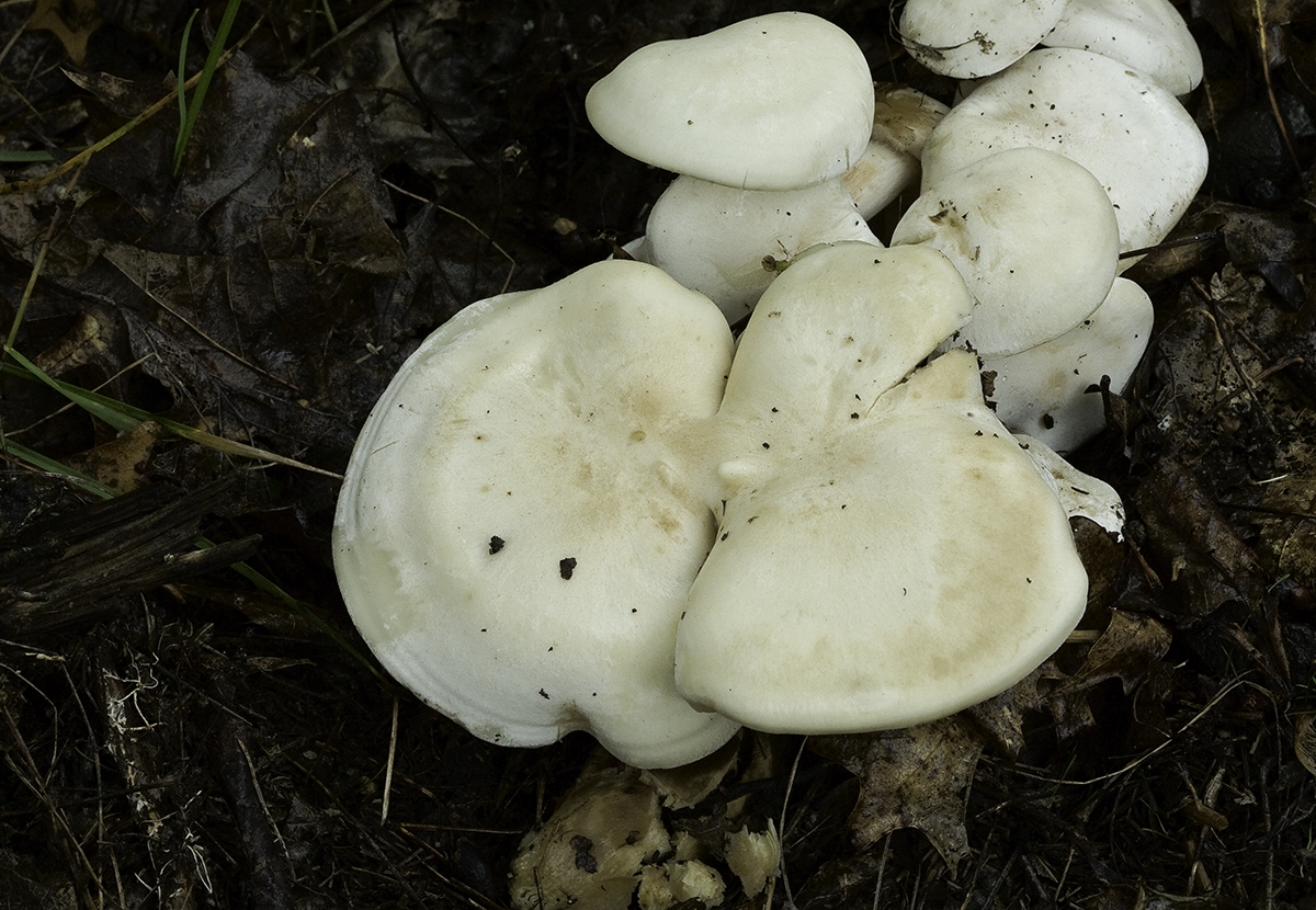 Hayward WI mushroom