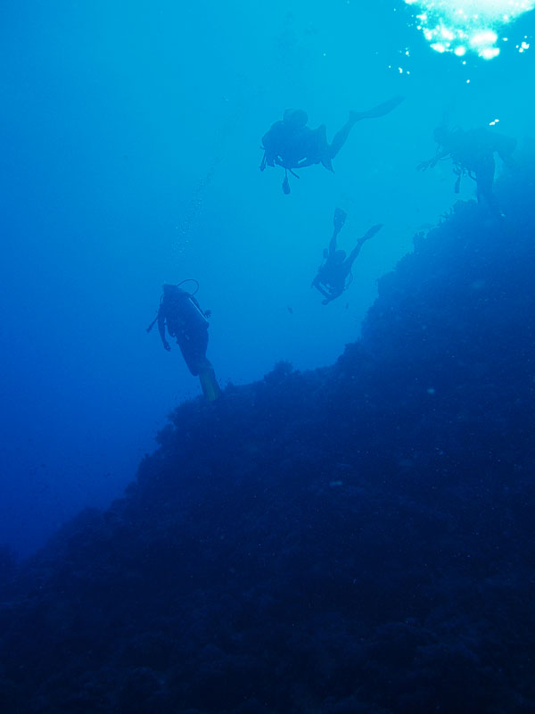 North Horn Osprey Reef  & Shark feed day 2 (3)