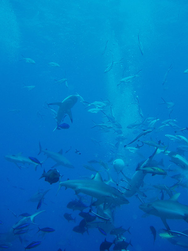North Horn Osprey Reef  & Shark feed day 2 (32)