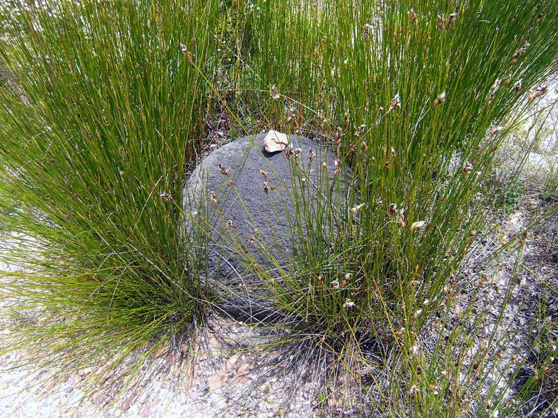 Termite  Mound