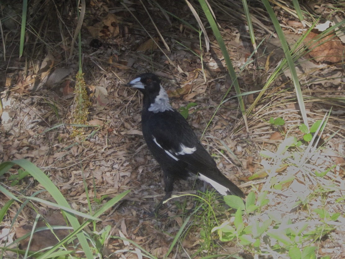 Australian Magpie