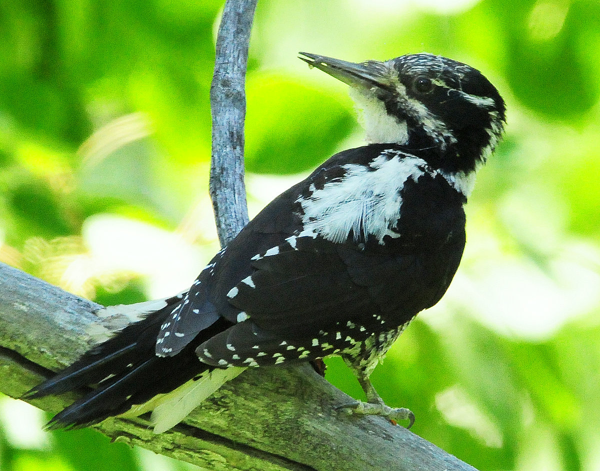 Woodpecker Three-toed D-022.jpg