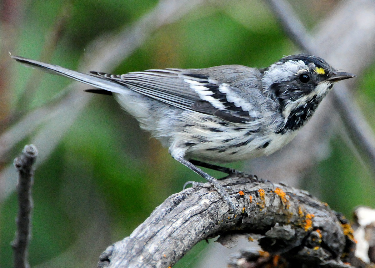 Warbler Black-throated Grey D-021.jpg