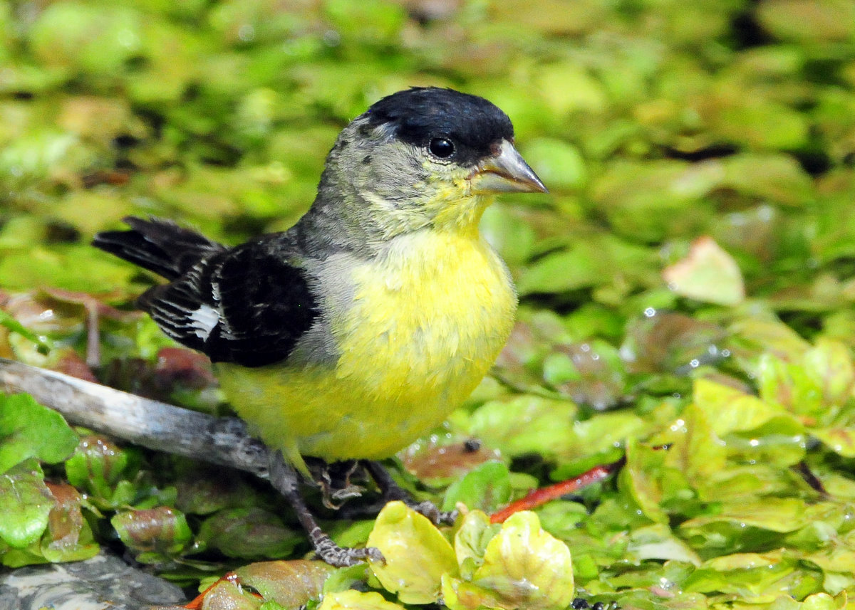 Goldfinch Lesser D-007.jpg