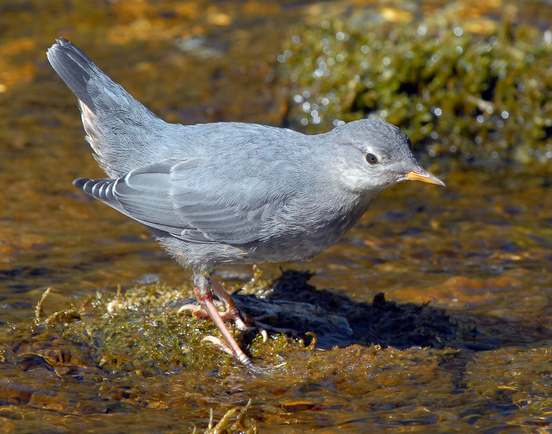 Dipper AmericanD-023.jpg