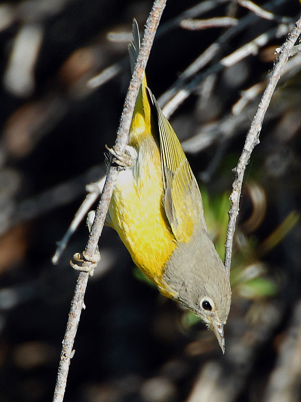 Warbler Nashville D-011.jpg