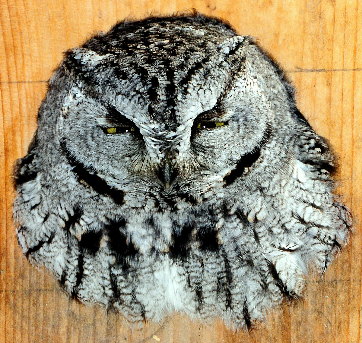 Owl Western screech D-050.jpg