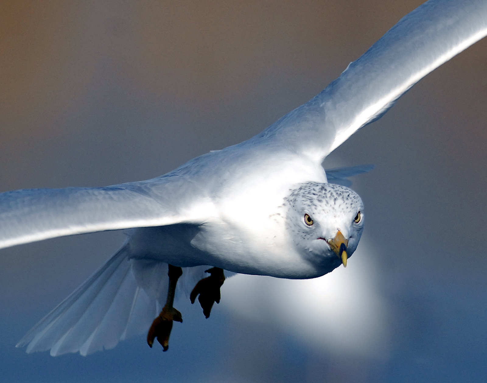 Gull, Ring-billed