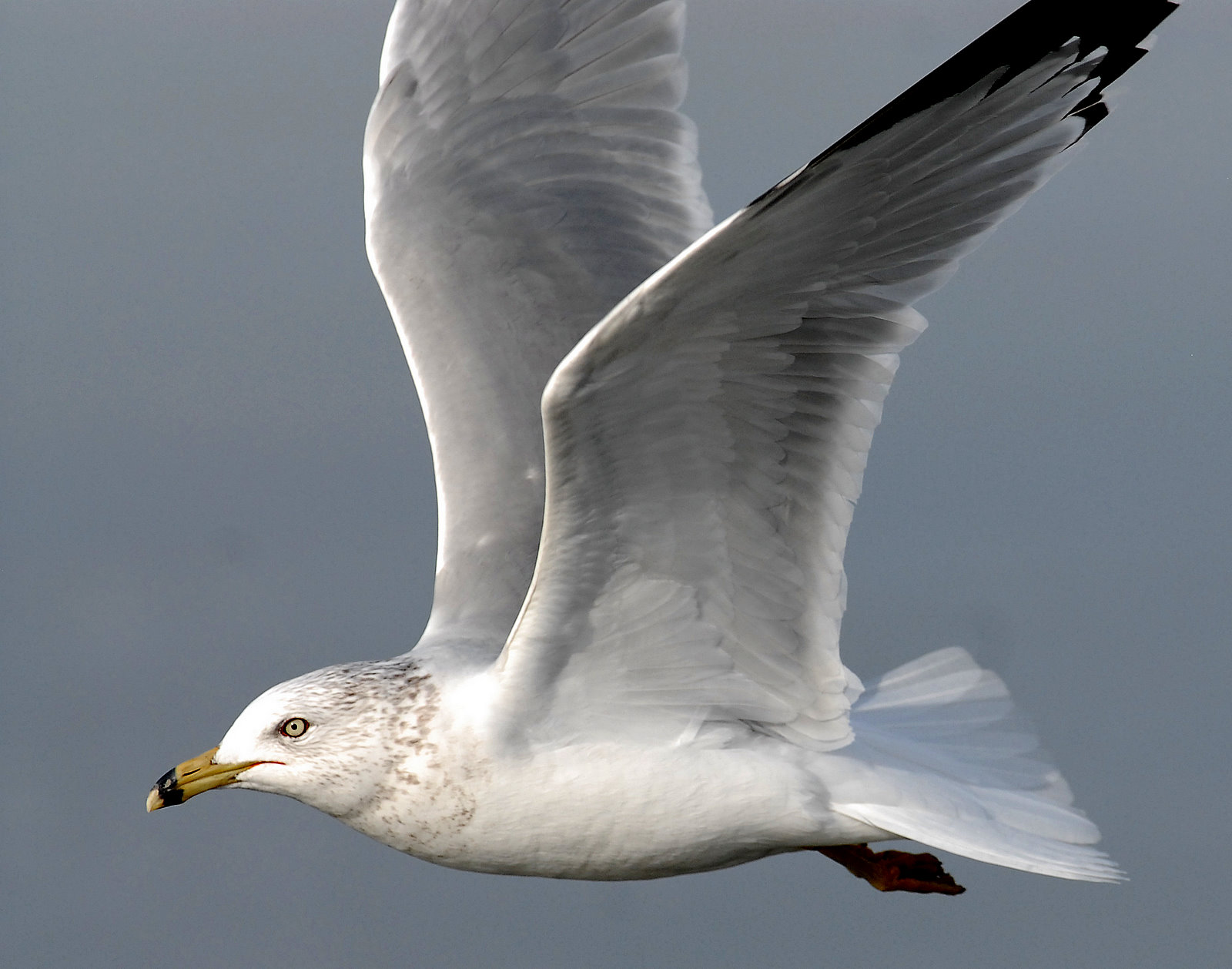 Gull, Ring-billed