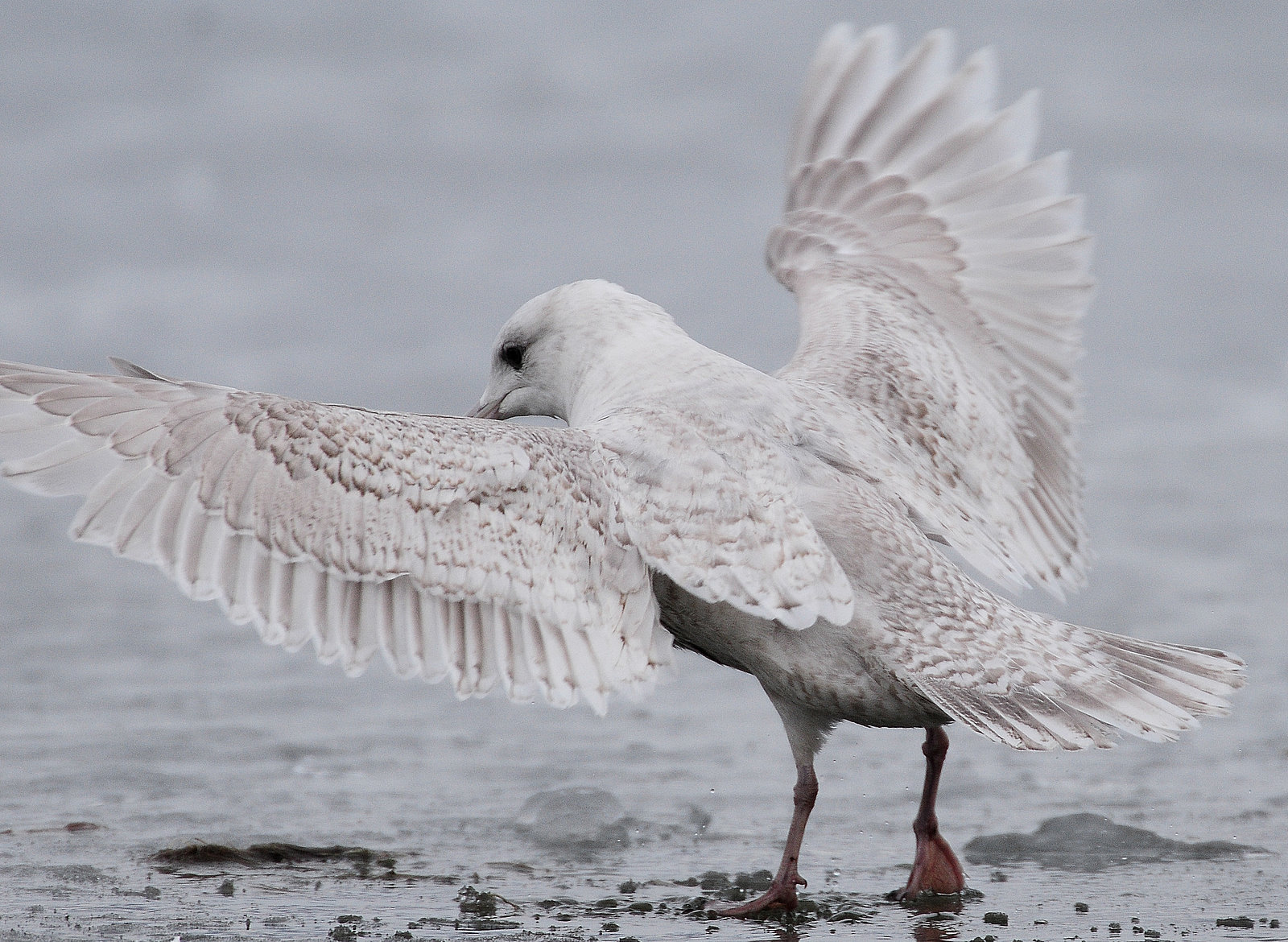 Gull, Iceland