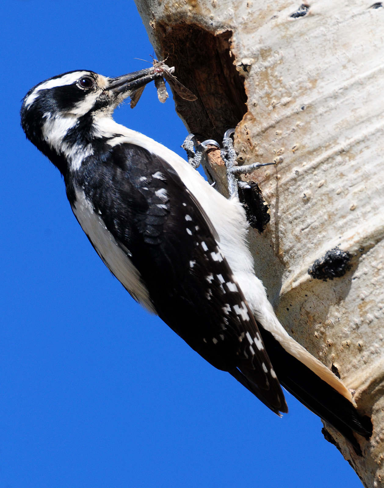 Woodpecker, Hairy