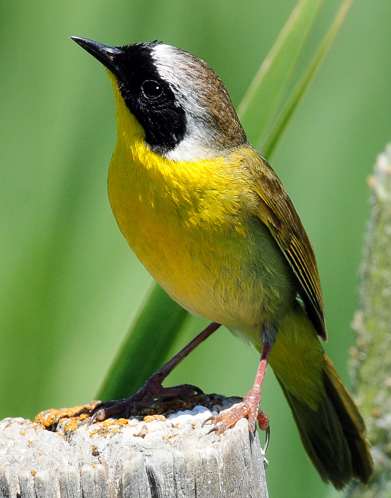 Yellowthroat, Common