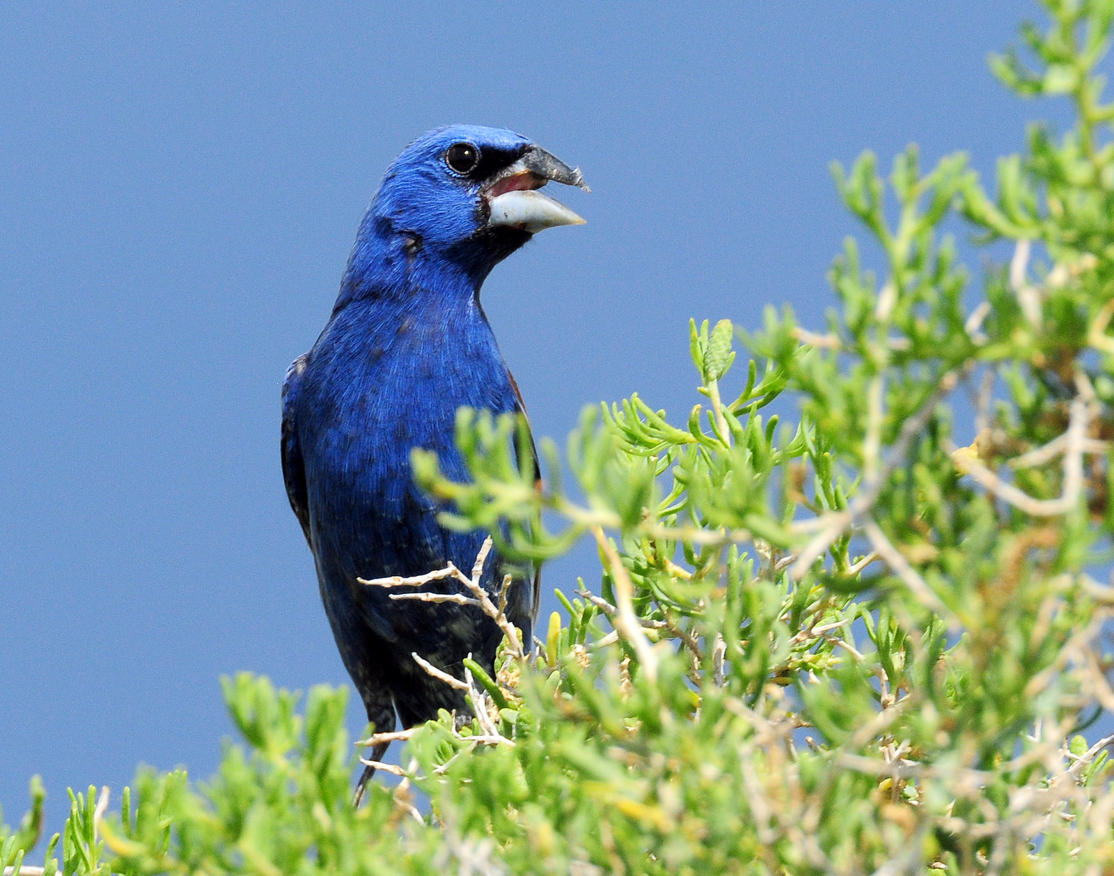 Grosbeak, Blue