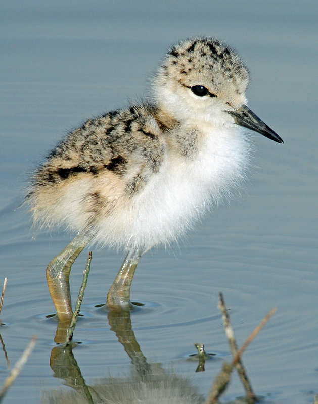 Stilt, Black-necked