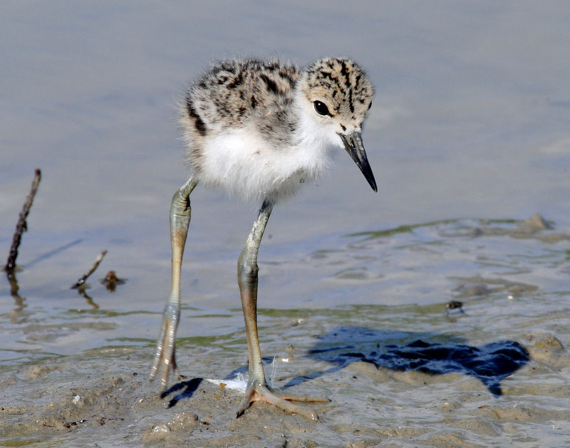 Stilt, Black-necked