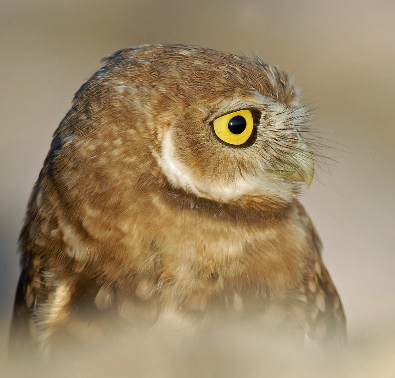 Owls, Burrowing