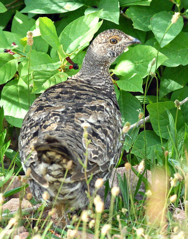 Grouse, Dusky